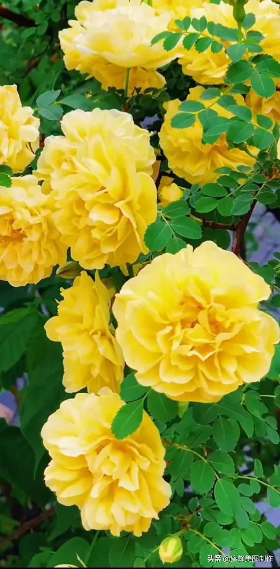 适合发心情的图片   赏图愉快哦:），关于发心情的图片（鲜艳欲滴的花朵）