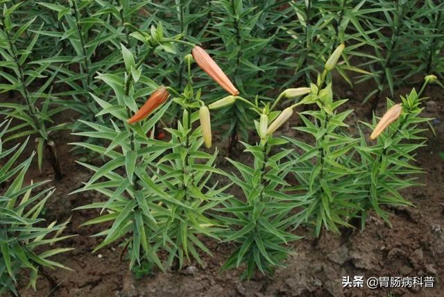曼陀罗花的图片，曼陀罗花是什么（301味中药材的原植物彩色图谱）