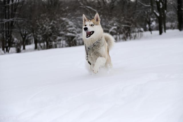 雪橇犬三傻是哪三傻（\