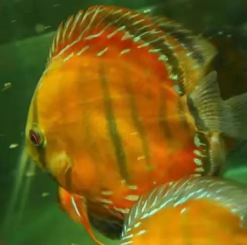 100多种神仙鱼欣赏，鳕鱼图片大全