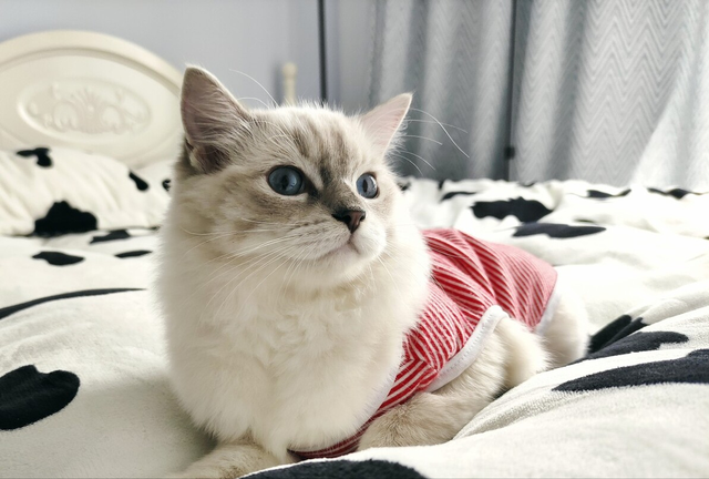 养品种猫和宠物猫有什么区别，“宠物猫”和“田园猫”的区别