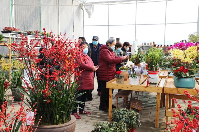 澳洲杉,新年的仪式感从逛花市开始(澳洲杉怎么修剪) 澳洲杉,新年的仪式感从逛花市开始(澳洲杉怎么修剪)