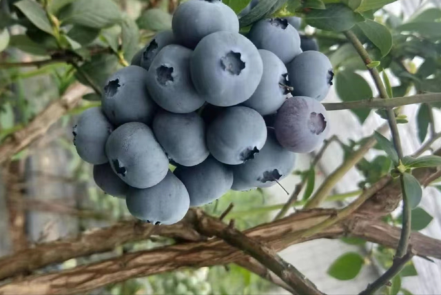 都柿和蓝莓的区别，都柿和蓝莓是一种水果吗（美国蓝莓“空降”上海）