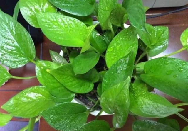 十大室内花卉排名，室内十大吉祥花（6种“漂亮花”）