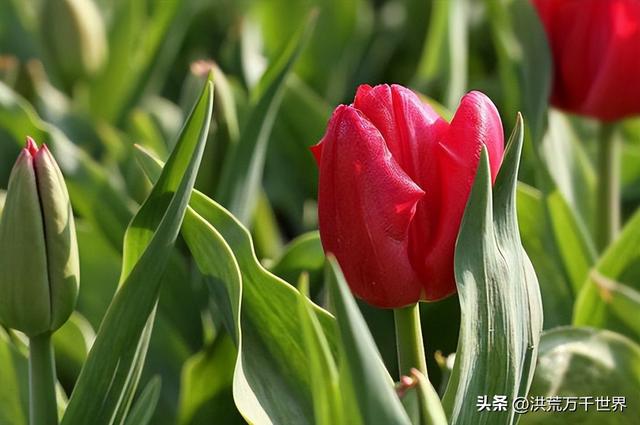 代表高贵优雅纯洁的花，优雅高贵的花是什么花（300种花的寓意和花语）