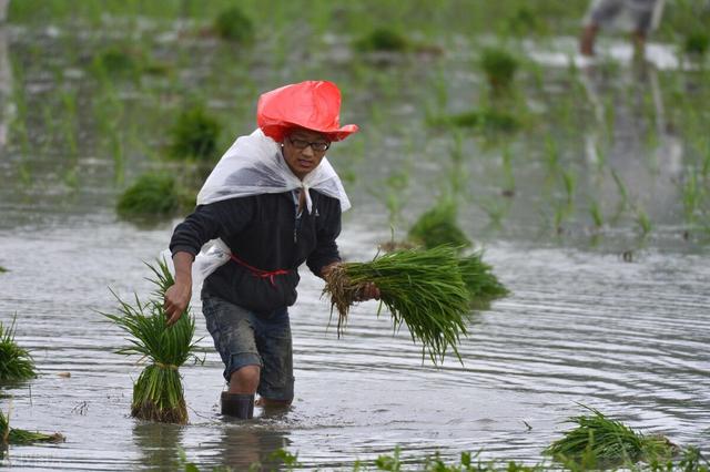 乡村四月的诗意，乡村四月的诗意20字（反映农村方方面面）
