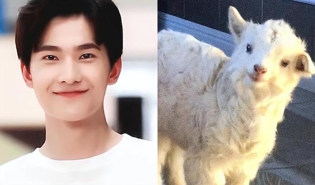 犬系男友和猫系男友有什么区别，什么是猫系男友什么是犬系男友（娱乐圈动物系男明星当道）