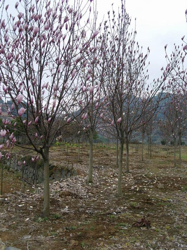 广玉兰（广玉兰花），在园林绿化中常见的几种玉兰花（玉兰花 广玉兰）