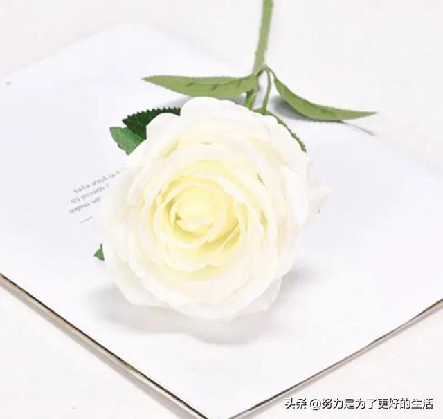 薄荷花的花语是什么，那些令人惊艳的花语