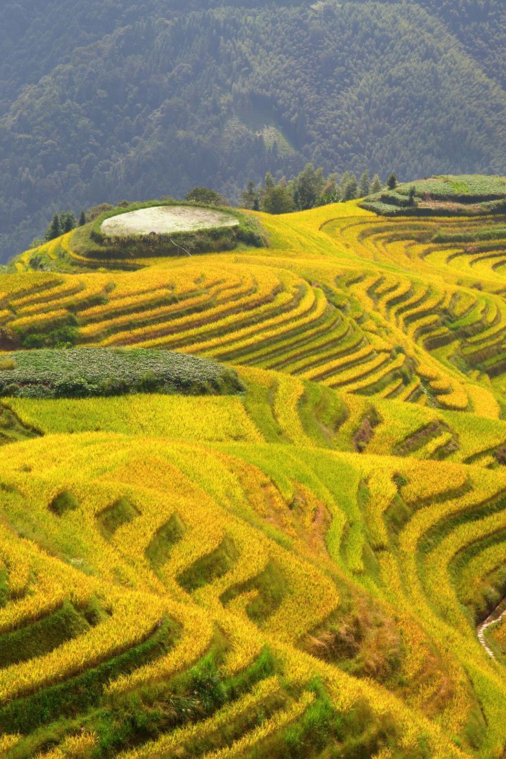 龙脊梯田一日游(2022桂林龙脊梯田自驾游包车游) - 悦闻天下