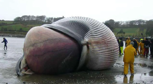 世界上最恐怖的鲸鱼，世界上最恐怖的鲸鱼现在还有吗（搁浅鲸鱼为何难救）