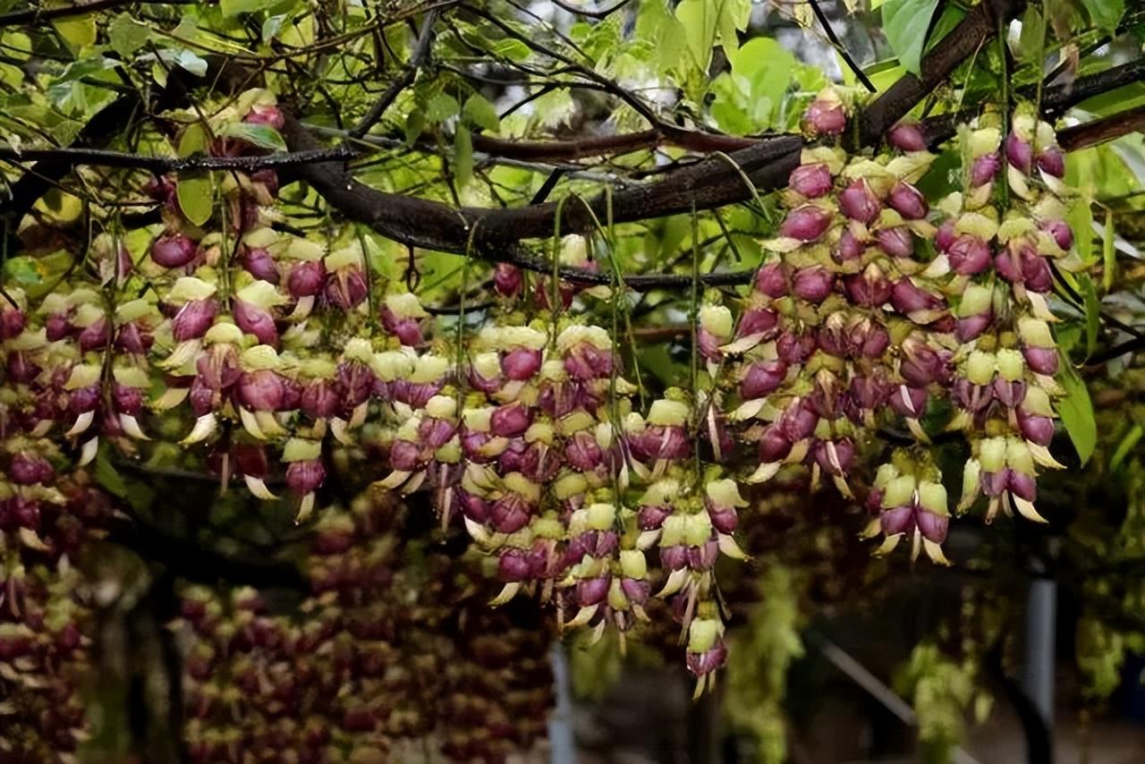 清远市清城区禾雀花基地