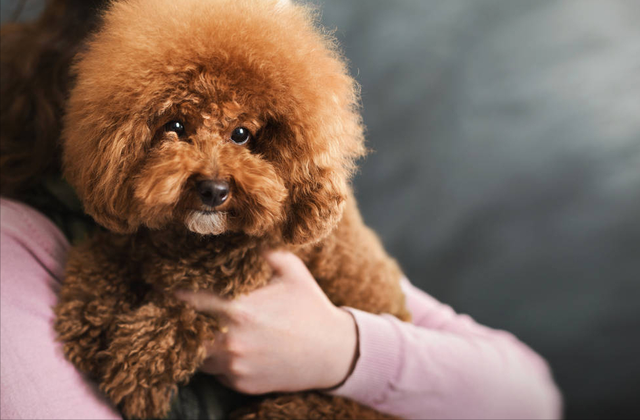 为什么不建议养法国斗牛犬，法国斗牛犬为什么禁养（这6种狗不建议养）