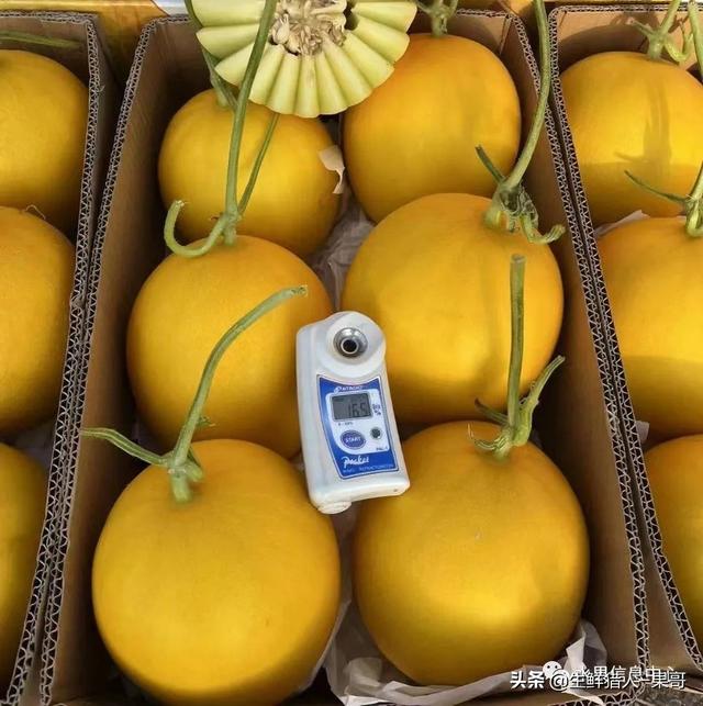 绿色的哈密瓜叫什么，绿色的哈密瓜叫什么名字（哈密瓜、蜜瓜、网纹瓜、香瓜、羊角蜜傻傻分不清）