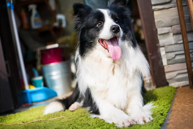 高智商小型宠物,宠物狗的品种(这些狗是狗界智商天花板)