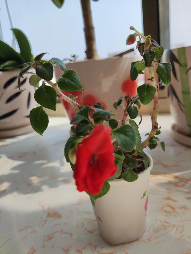 予人玫瑰手有余香是什么意思，手有余香的意思是什么（予人玫瑰手有余香）