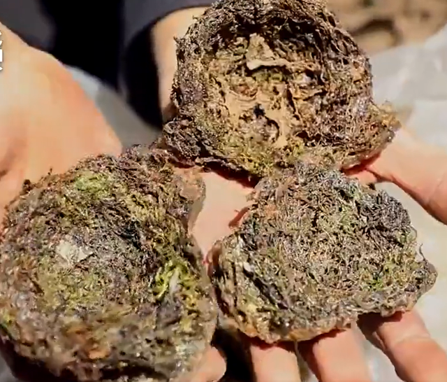 燕窝的价格，燕窝的价格表（贵的一斤卖2万6,两个儿子不愿意学,手艺即将失传）