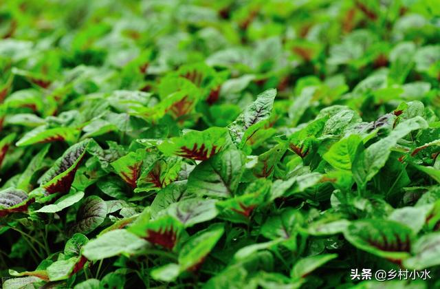 夏季种植蔬菜品种大全，夏季蔬菜品种（6种时令蔬菜可在入伏后放心种）