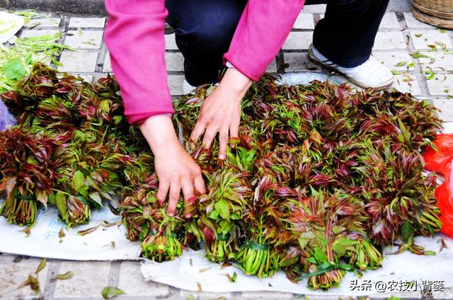 香椿芽的种植方法，从播种育苗到管理采收