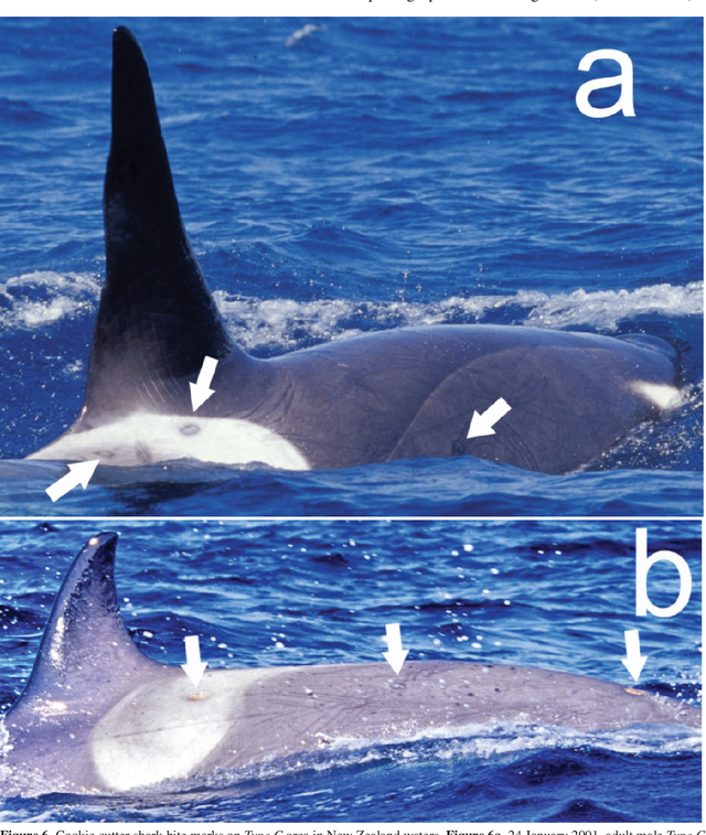 虎鲸和蓝鲸谁厉害，虎鲸vs巨齿鲨vs蓝鲸哪个会赢（深海最凶狠的动物）