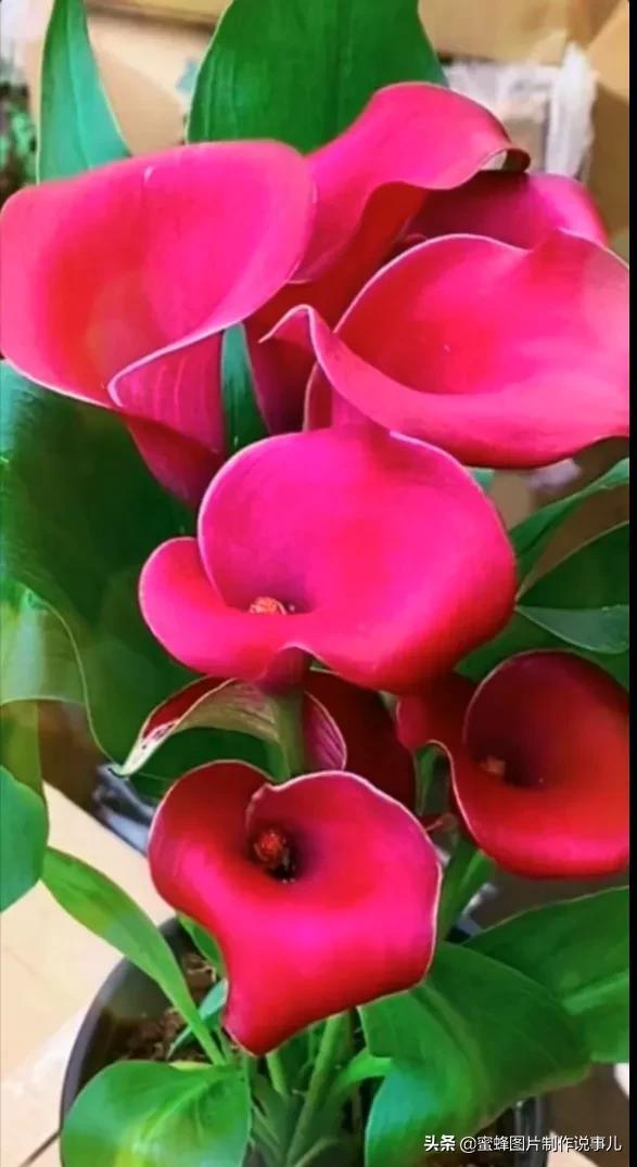 风景美图，风景美图壁纸（鲜花争艳，美景如画，过目不忘）