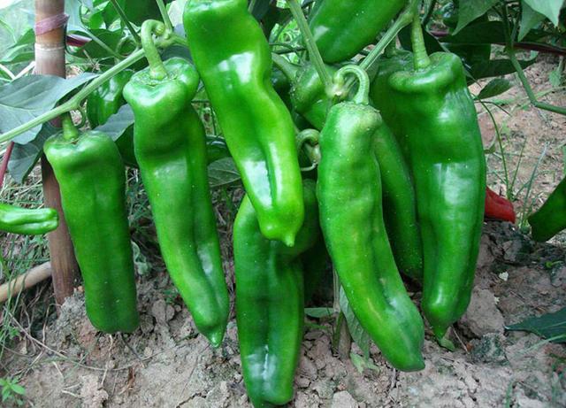 辛辣指的是什么，辛辣指的是什么食物（辣的和不辣的怎样区分）