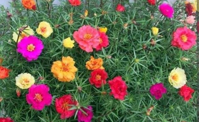 太阳花怎样养护才开花多，掌握3个“技巧”