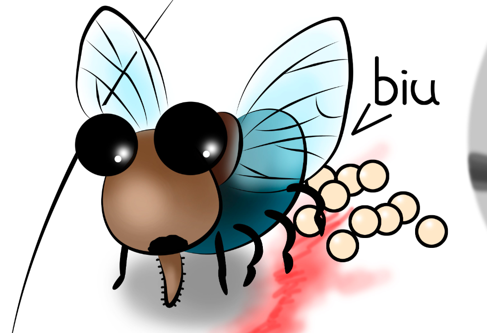 苍蝇飞进家中死亡意味着,苍蝇在地球上有什么用 - 玉三网