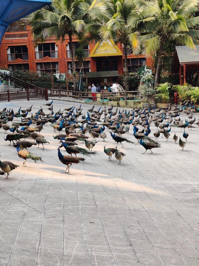 西双版纳旅游必去景点，旅游西双版纳必去景点有哪些（这8大景点一定要去一次）