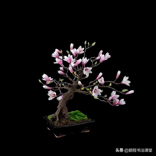 8种天然盆景大全，18个·高颜值盆景，太惊艳了