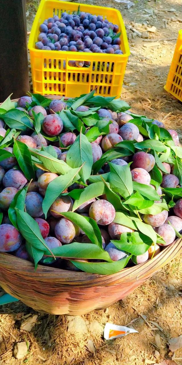 广西的特产水果有哪些，广西的特产有什么水果（满足水果控们的所有期望）