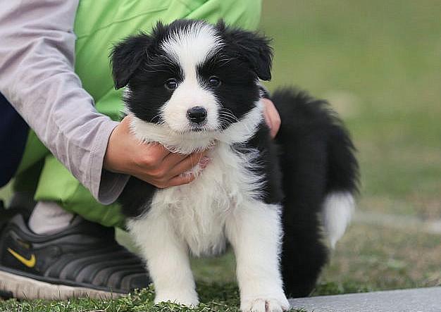 买边境牧羊犬(比利时牧羊犬幼犬多少钱一只)插图(2)