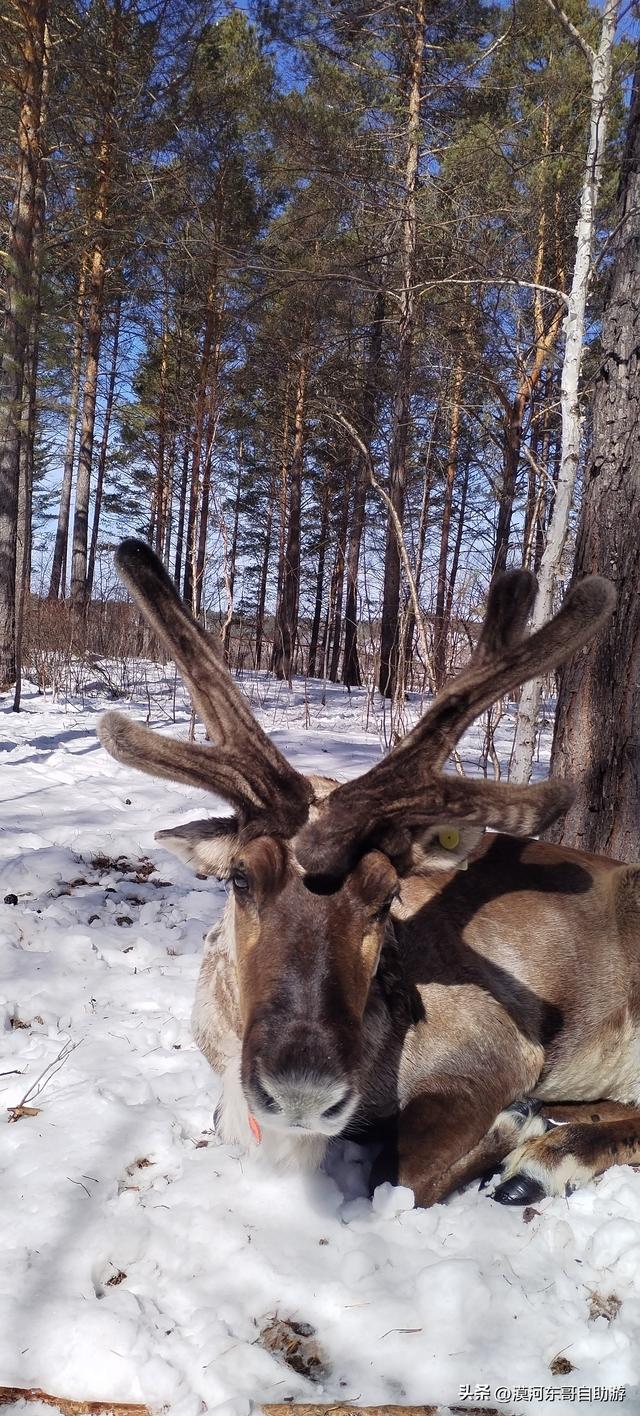 一起来看看吧，圐圙怎么读（4月的漠河是这样的）