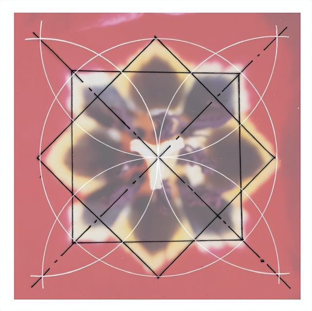 花朵的构造有哪些，花朵的组成结构（暴力拆解花朵的几何结构）