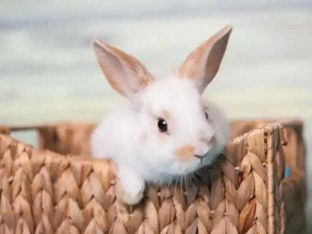 垂耳兔的饲养方法，适合当宠物养的小兔子（垂耳兔该怎么养）