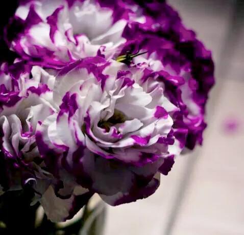 粉色桔梗花的花语是什么，粉桔梗的花语和寓意（花色各不同。同样皆美丽）