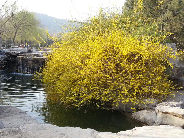 连翘结果子图片，连翘树结果图片（连翘：先叶开花）