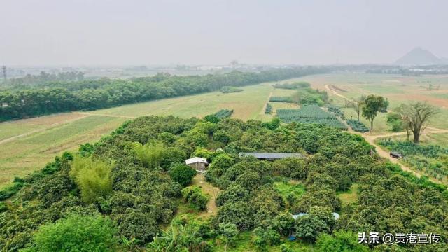 枇杷长什么样图片，枇杷果图片大全（贵港城郊枇杷熟了<附路线图>）