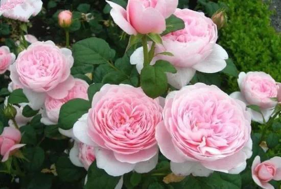 仙度瑞拉月季，仙度瑞拉是哪个公主（分享图片一一一灰姑娘月季）