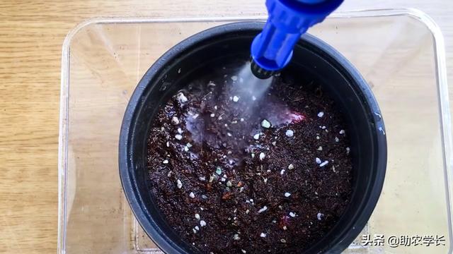 草莓怎么种植方法，秋季草莓种植时间和方法（手把手教你种植草莓）