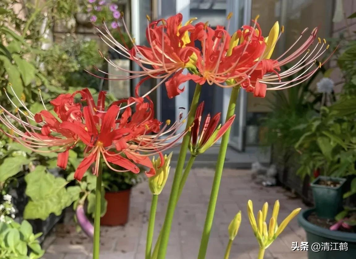 龙爪花的功效与作用(人称) - 行就行