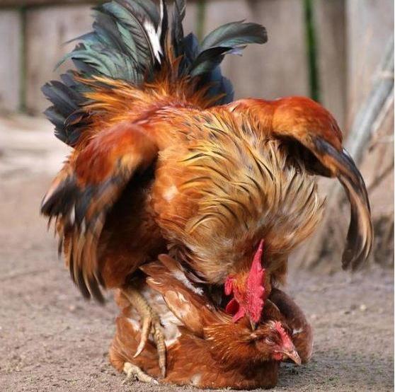 鸡是怎么受精的，鸡是如何受精的（是怎么跟母鸡交配完成繁衍的）