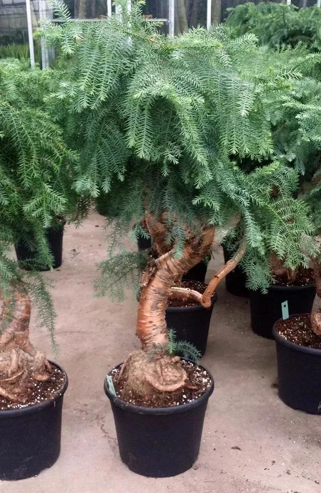 澳洲杉怎么修剪,澳洲杉怎么修剪叶子(南洋杉养室内总是黄叶枯萎)