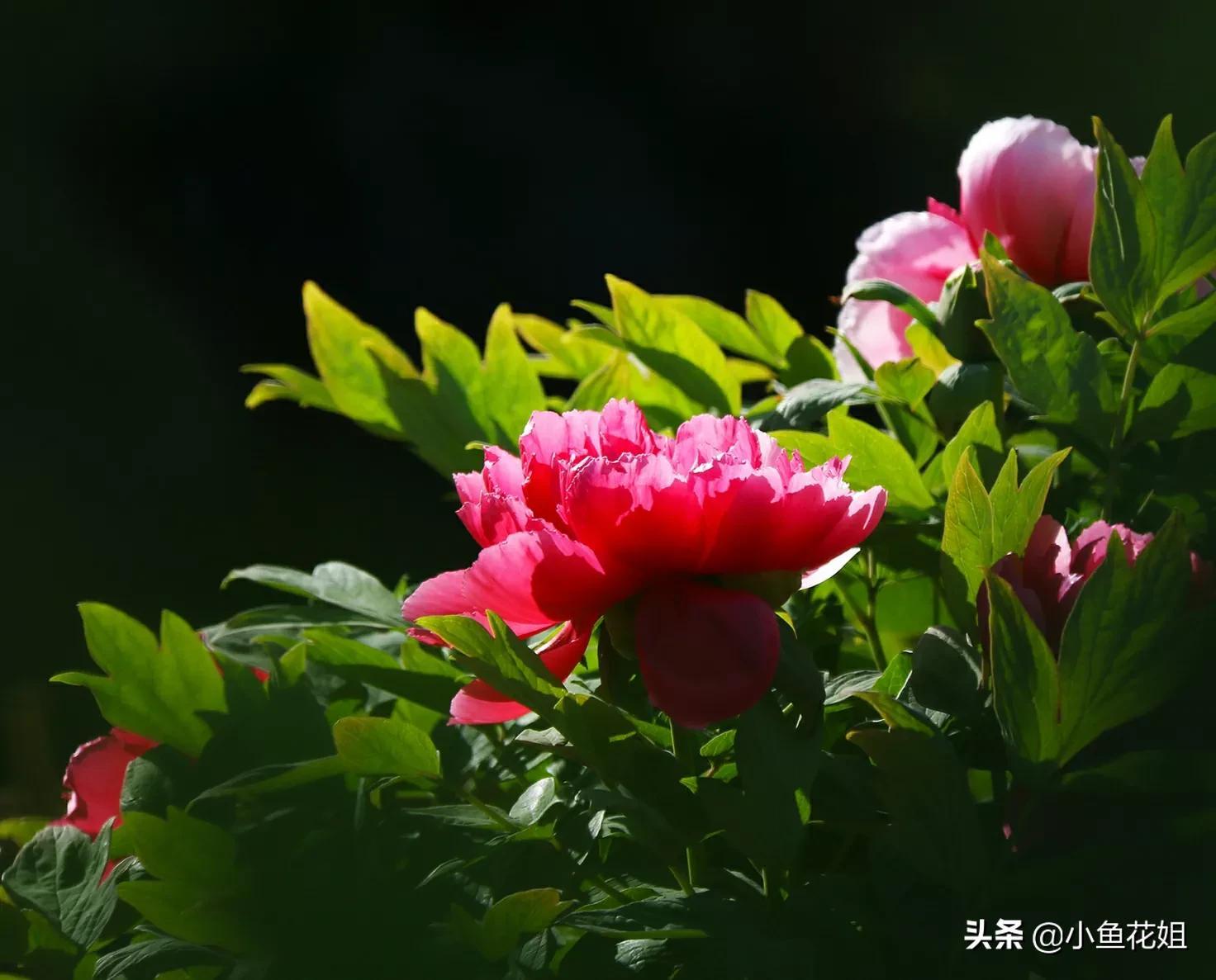 送母親鮮花送什麼花好,適合送媽媽寓意好的鮮花