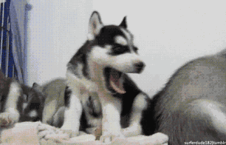 狼叫是什么意思，在狼群中学会狼叫是什么意思（狗子为何总发出“狼叫”声）