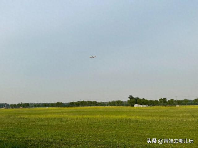 最佳油菜花观赏地，快来这里看油菜花海