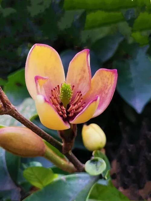 含笑花什么时候开花,含笑花怎么养(含笑花～苞润如玉)