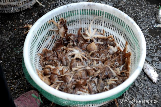 鸦片鱼为什么禁吃，鸦片鱼头的禁忌（鸦片鱼头为什么不能吃）