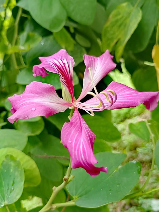 紫荆花代表什么，紫荆花代表什么精神（紫荆花的花语是亲情）