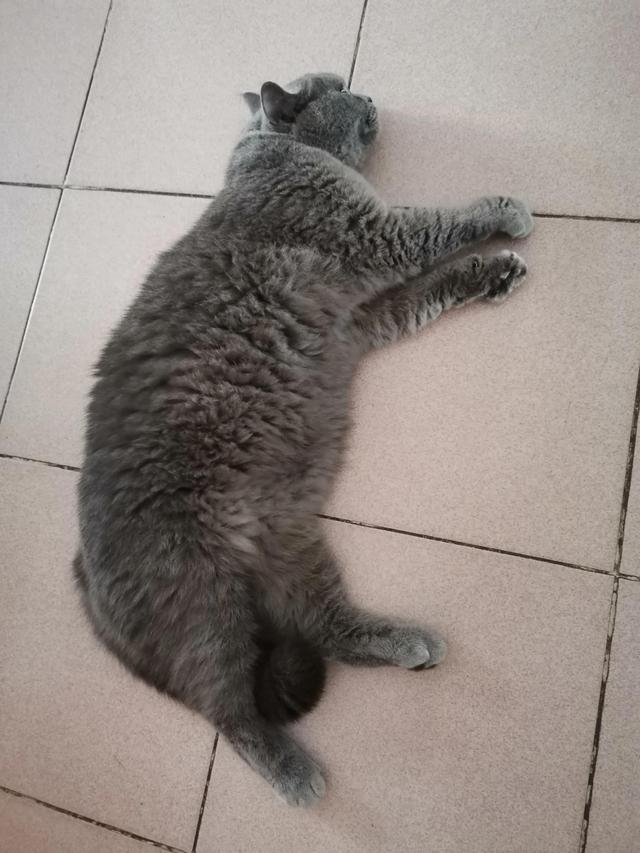 小灰灰可爱图片，好可爱的小灰灰，微信头像（我的动物朋友一一小灰灰）